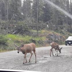 Und mehr Elk