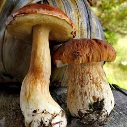 Porcini - a real treasure!