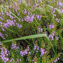 The flowering bush that makes the purple hills of Scotland.