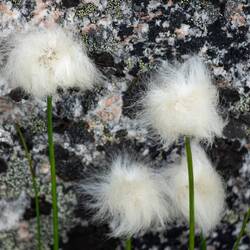 Cotton Grass — Ilulissat, Greenland.