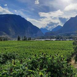 Weinstöcke in Kanada