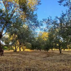 Camping spot in the olive yard