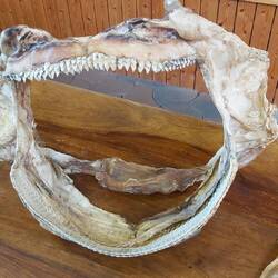 A Greenland shark jaw, top teeth for clamping, bottom teeth for sawing.