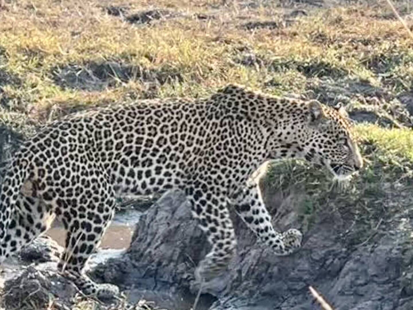 Leopard tracking a Puku