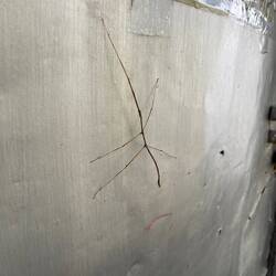 Pickett die Stabheuschrecke