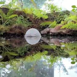 The view when you put your head inside