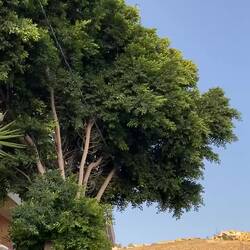 Turn the volume up - tree FILLED with birds