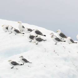 More black-legged kittiwakes — Ilulissat, Greenland.
