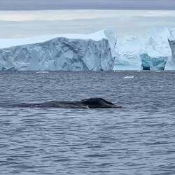 There are two humpback whales here — zodiac cruising near Ilulissat, Greenland.