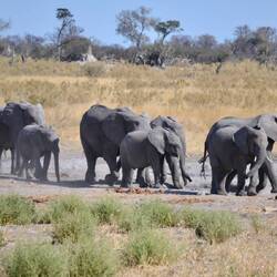 Elephants at the water pan at our camp