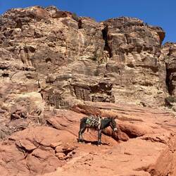 Donkeys and camels are just left to stand for hours in the sun. 😧