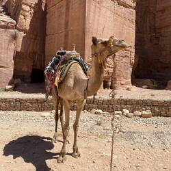 I think camels look majestic