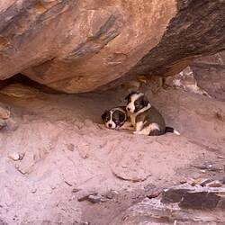 ... And her pups 😢 Tough place to try to survive