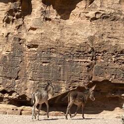 Baby donkeys roaming free
