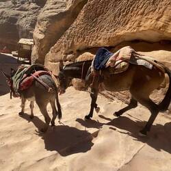 Empty donkeys coming back down - no owner in sight