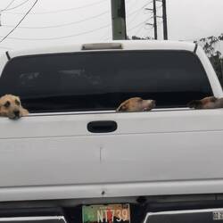 Transport piesków na pace to codzienność :)