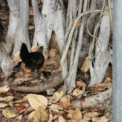 Kury są wszędzie nawet w mieście obok pałacu króla ;)