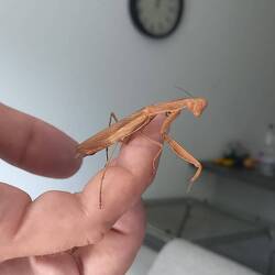 Unexpected visitor :D