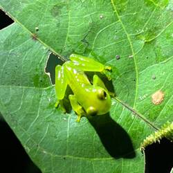 Glasfrosch