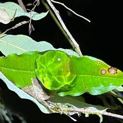 Eiablage des Glasfrosch