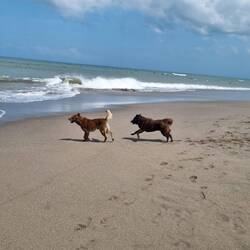 Straßenhunden sind hier überall🐶