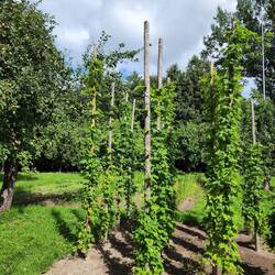 A small vineyard behind the house