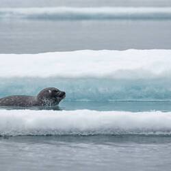 Ringed seals are the favorite prey of polar bears, so they can be very skittish — Baffin Bay.