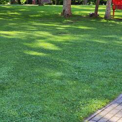 Se the remote lawn mower by the tree - I want one