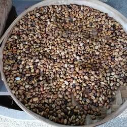 gesammelte und gewaschene Kaffeebohnen.