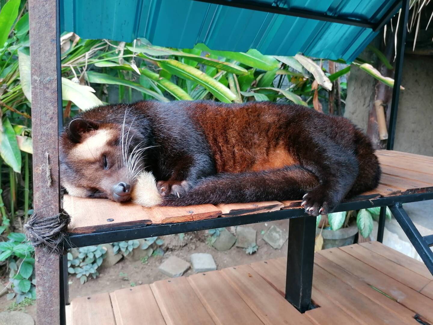 Schleichkatze, müde von der Kaffeeveredelung.