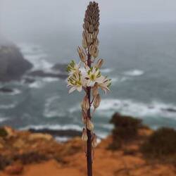 In ricordo dell'ape....