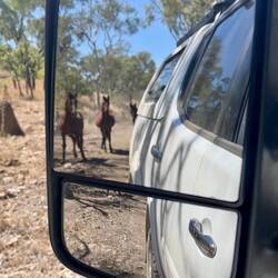 Brumbies - first sighting this trip