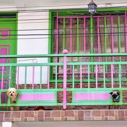 Unsere skeptischen Nachbarn 🐶