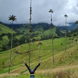 Die Quindio-Wachspalmen sind riesig, bis zu 60 Meter hoch 🌴