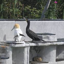 Diese Vögel bleiben noch etwas im Ecomare, wegen der Vogelgrippe gibt es keinen Freiflug