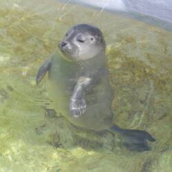 Bahati wurde alleine am Strand gefunden und darf bald wieder ins Meer