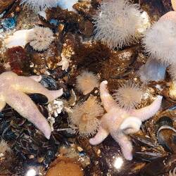 Im Aquarium werden den Besuchern einige Bewohner der Nordsee vorgestellt