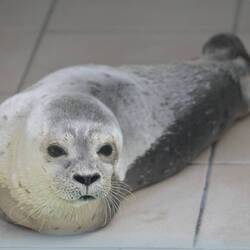 Cor wurde alleine am Strand gefunden und darf bald wieder ins Meer