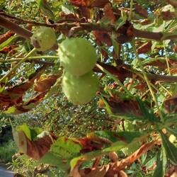 Es ist auch hier extrem trocken, die Früchte fallen unreif zu Boden