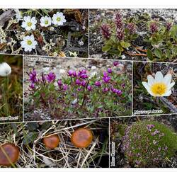 Beautiful plants ... there are plenty if you take the time to look for them — Low Point on Baffin.
