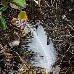 Snow goose feather ... from a flock on a nearby island — Low Point on Baffin Island, Nunavut.