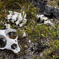 Skeletal remains of a juvenile reindeer — Low Point on Baffin Island, Nunavut.