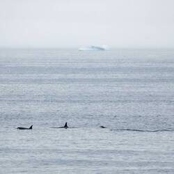 My shot of the orcas with my fairly short long-lens — Navy Board Inlet.