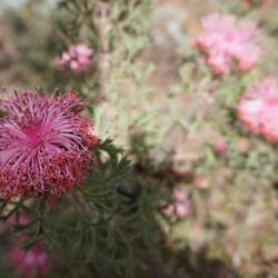 Cone flower bush