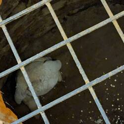 Looking into prison hole at Panemunė Castle