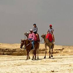 How much bigger camels are than horses