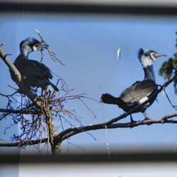 Cormorants