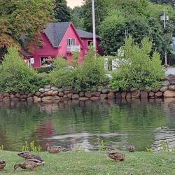 Watched the local ducks after supper on Sunday