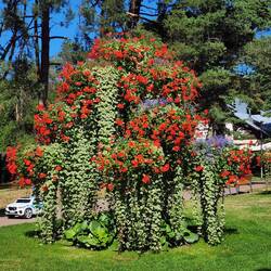 Beautiful Floral Arrangement in Palanga Park