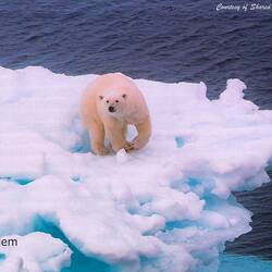 Image of "our bear" shared by a fellow-passenger for the daily briefing & recap.